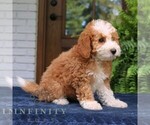 Small #2 Cavapoo (Miniature)