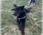 Small #5 Labrador Retriever Mix