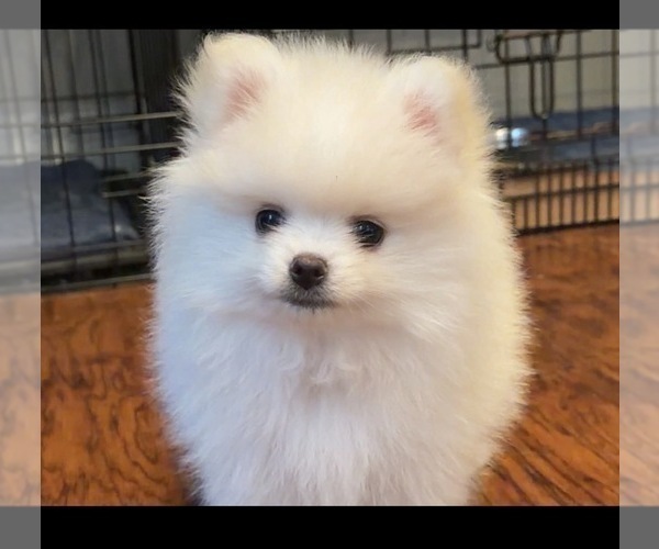 Medium Photo #5 Pomeranian Puppy For Sale in KENNESAW, GA, USA