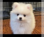 Small #4 Pomeranian