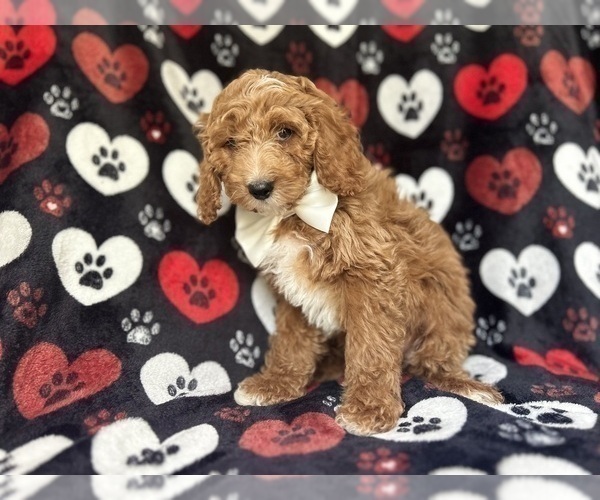 Medium Photo #5 Cock-A-Poo Puppy For Sale in LAKELAND, FL, USA
