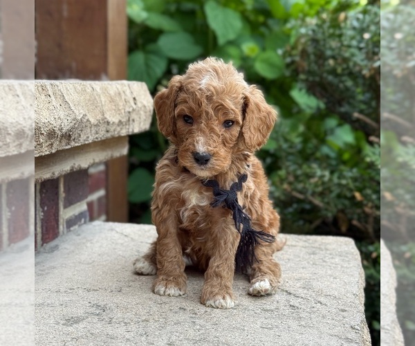 Medium Photo #2 Poodle (Standard) Puppy For Sale in WOLCOTT, IN, USA