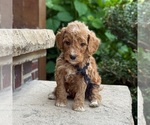 Small #1 Poodle (Standard)