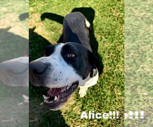 Great Dane-Unknown Mix Dogs for adoption in Bullard, TX, USA