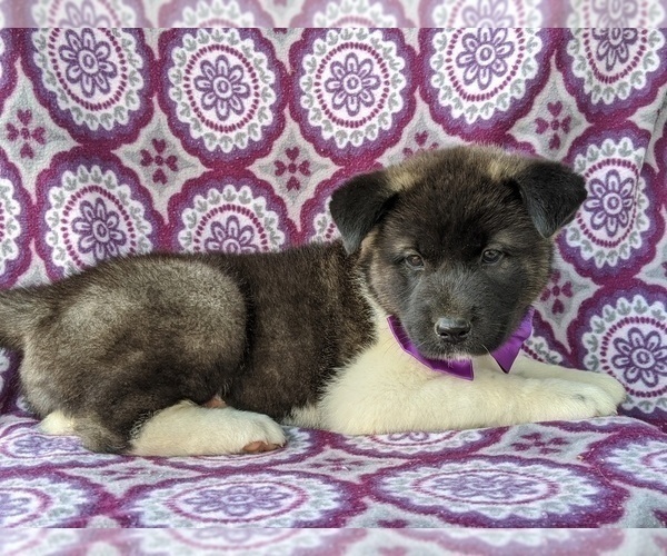 Medium Photo #4 Akita Puppy For Sale in PARADISE, PA, USA