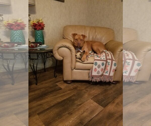Medium Photo #4 American Pit Bull Terrier-Unknown Mix Puppy For Sale in Shreveport, LA, USA