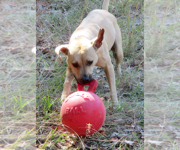 Medium Photo #9 American Pit Bull Terrier-Labrador Retriever Mix Puppy For Sale in Camden, SC, USA