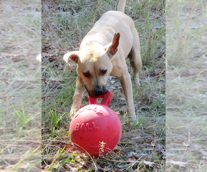 Gilley - Female American Pit Bull Terrier-Labrador Retriever Mix Dog for Adoption - Photo #9