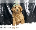 Puppy Puptart F1B Goldendoodle (Miniature)