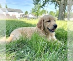 Small Photo #27 Golden Retriever Puppy For Sale in GREENFIELD, IN, USA