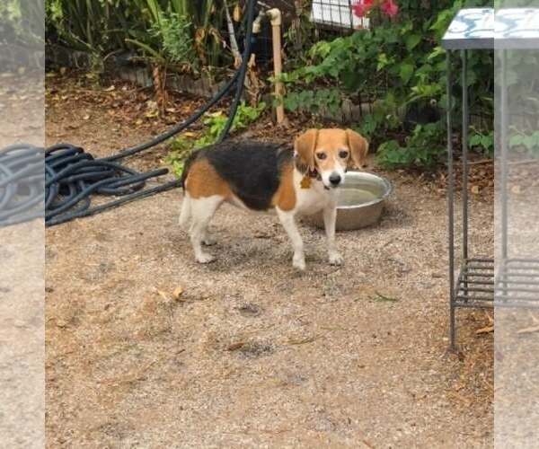 Medium Photo #9 Beagle Puppy For Sale in Las Vegas, NV, USA