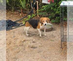 Delaney - Female Beagle Dog for Adoption - Photo #9