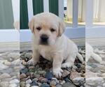 Small Photo #6 Labrador Retriever Puppy For Sale in Tekonsha, MI, USA