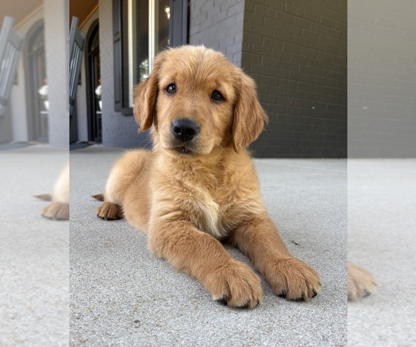 Medium Photo #1 Golden Retriever Puppy For Sale in INDIANAPOLIS, IN, USA