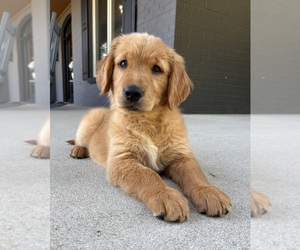 Golden Retriever Puppy for sale in INDIANAPOLIS, IN, USA