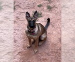Small #4 Mutt