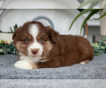 Small Photo #4 Miniature Australian Shepherd Puppy For Sale in HOLMESVILLE, OH, USA