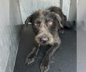 Mutt Dogs for adoption in San Antonio, TX, USA