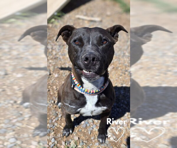 Medium Photo #2 Mutt Puppy For Sale in Monte Vista, CO, USA