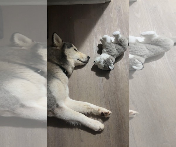 Medium Photo #2 Siberian Husky Puppy For Sale in Cumming, GA, USA