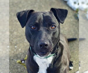 Labrador Retriever-Unknown Mix Dogs for adoption in Jefferson, NJ, USA