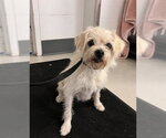 A165910 - Male Mutt Dog for Adoption - Small photo