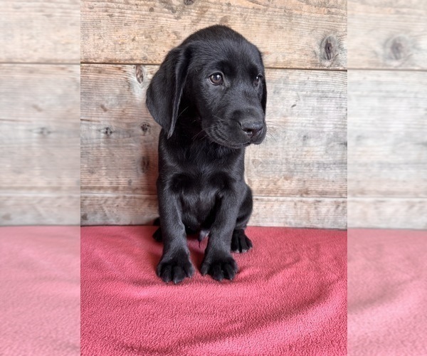 Medium Photo #5 Labrador Retriever Puppy For Sale in VERMONTVILLE, MI, USA