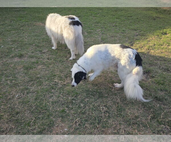 Medium Photo #14 Aussie Pyrenees Puppy For Sale in Houston, TX, USA