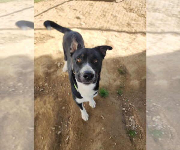 Medium Photo #2 American Pit Bull Terrier-Huskies  Mix Puppy For Sale in Evansville, IN, USA