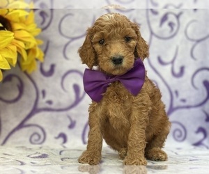 Goldendoodle Puppy for sale in LANCASTER, PA, USA
