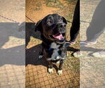 Small #4 Labrador Retriever Mix