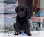 Small Labrador Retriever-Miniature Bernedoodle Mix