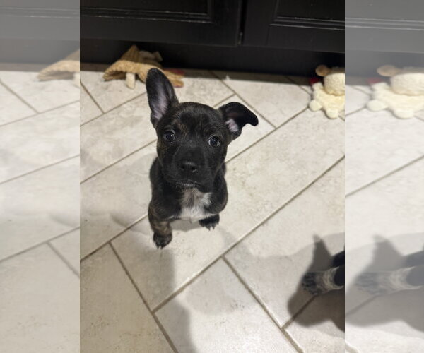 Medium Photo #2 French Bulldog-Unknown Mix Puppy For Sale in St. Louis Park, MN, USA