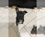Small #1 French Bulldog Mix