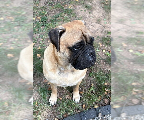Medium Photo #2 Bullmastiff Puppy For Sale in Cranford, NJ, USA