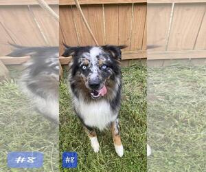 Australian Shepherd-Eurasier Mix Dogs for adoption in Front Royal, VA, USA