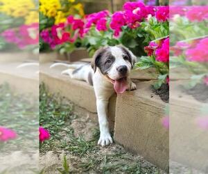 American Pit Bull Terrier Dogs for adoption in Belleville, IL, USA