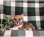 Small #3 Pembroke Welsh Corgi