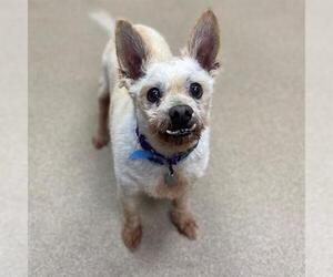 Mutt Dogs for adoption in Aurora, CO, USA