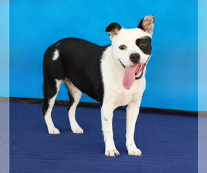 ITTY BITTY - Female Mutt Dog for Adoption - Photo #2