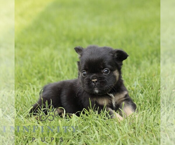Medium Photo #4 French Bulldog Puppy For Sale in GORDONVILLE, PA, USA