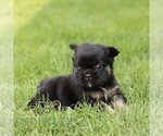 Small #3 French Bulldog
