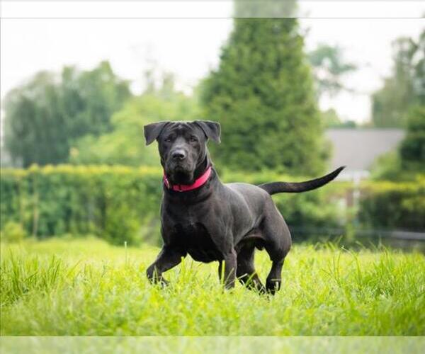 Medium Photo #4 Chinese Shar-Pei Puppy For Sale in Derwood, MD, USA