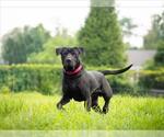 Small Photo #4 Chinese Shar-Pei Puppy For Sale in Derwood, MD, USA