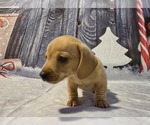 Puppy Puppy 2 Dachshund