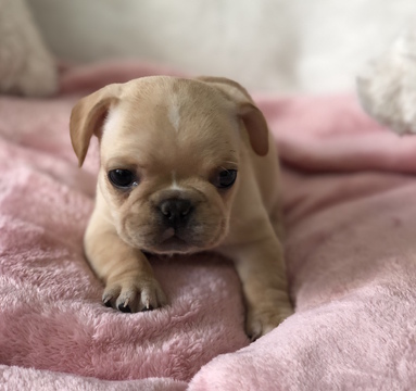 Medium Photo #16 French Bulldog Puppy For Sale in CHARLESTON, SC, USA