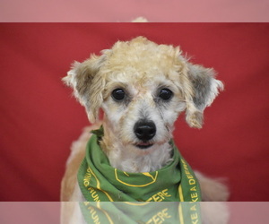 Bichpoo Puppy for sale in ELDORADO, OH, USA