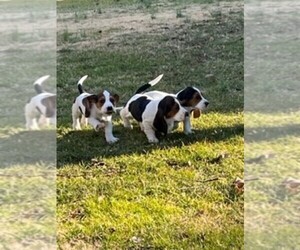 Medium Basset Hound