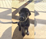Small Photo #5 Mutt Puppy For Sale in Rustburg, VA, USA