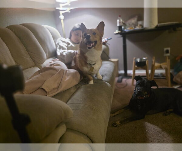 Medium Photo #7 Pembroke Welsh Corgi Puppy For Sale in Sandy, UT, USA